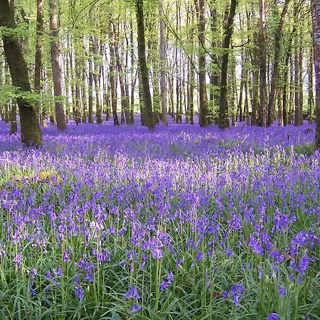 Amber Bed and breakfast Ballyfarnon
