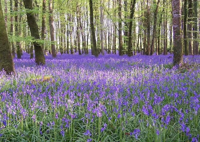 Amber Bed & Breakfast Ballyfarnon